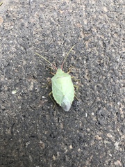 Chlorocoris rufopictus