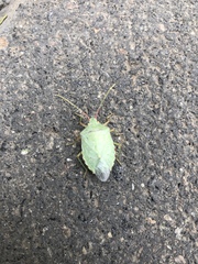 Chlorocoris rufopictus