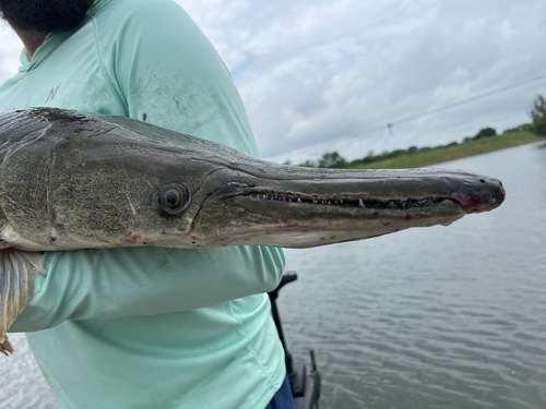 Alligator Gar
