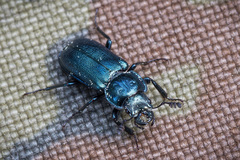 Platycerus caraboides