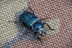 Platycerus caraboides