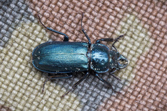 Platycerus caraboides