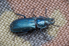 Platycerus caraboides