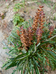 Orobanche pubescens
