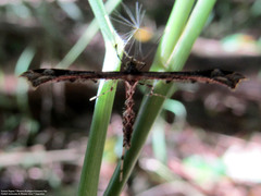 Stenoptilodes sematodactyla