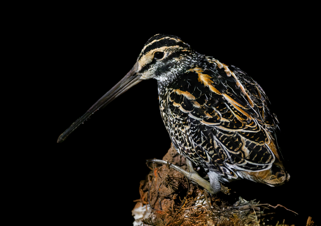 Giant Snipe photo