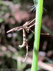 Stenoptilodes sematodactyla