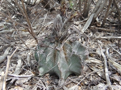 Astrophytum capricorne