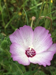 Clarkia cylindrica