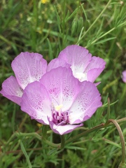 Clarkia cylindrica