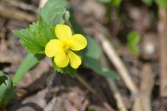 Viola uniflora
