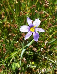 Sisyrinchium chilense
