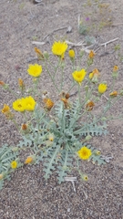 Malacothrix sonchoides