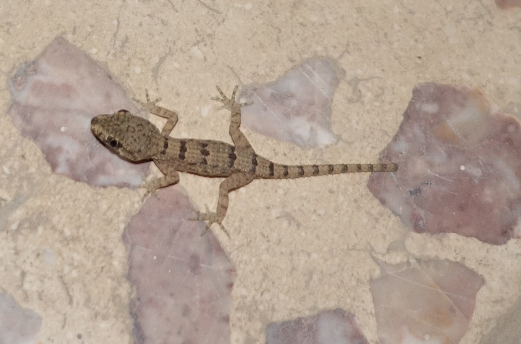 Arabian Tuberculated Geckos