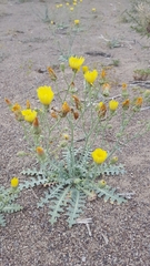 Malacothrix sonchoides