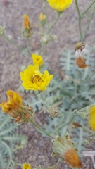 Malacothrix sonchoides