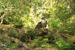 Buteo ventralis