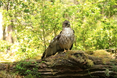 Buteo ventralis