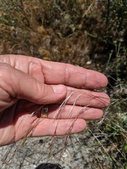 Nassella lepida