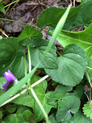 Rostratae