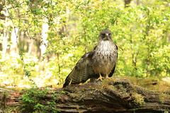 Buteo ventralis