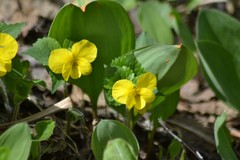 Viola uniflora