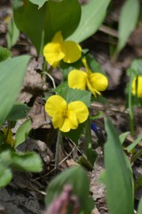 Viola uniflora