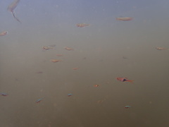 Neon Blue Rasbora photo 3