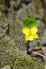 Viola uniflora