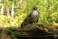 Buteo ventralis