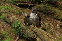 Buteo ventralis