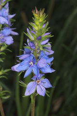Veronica austriaca dentata
