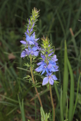Veronica austriaca dentata