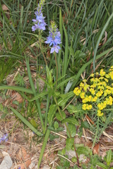 Veronica austriaca dentata