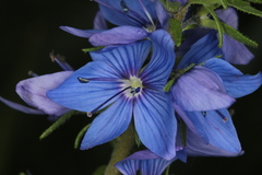 Veronica austriaca dentata