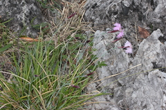 Dianthus plumarius