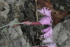 Dianthus plumarius