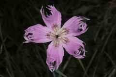 Dianthus plumarius