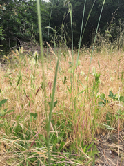 Bromus hordeaceus