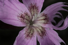 Dianthus plumarius