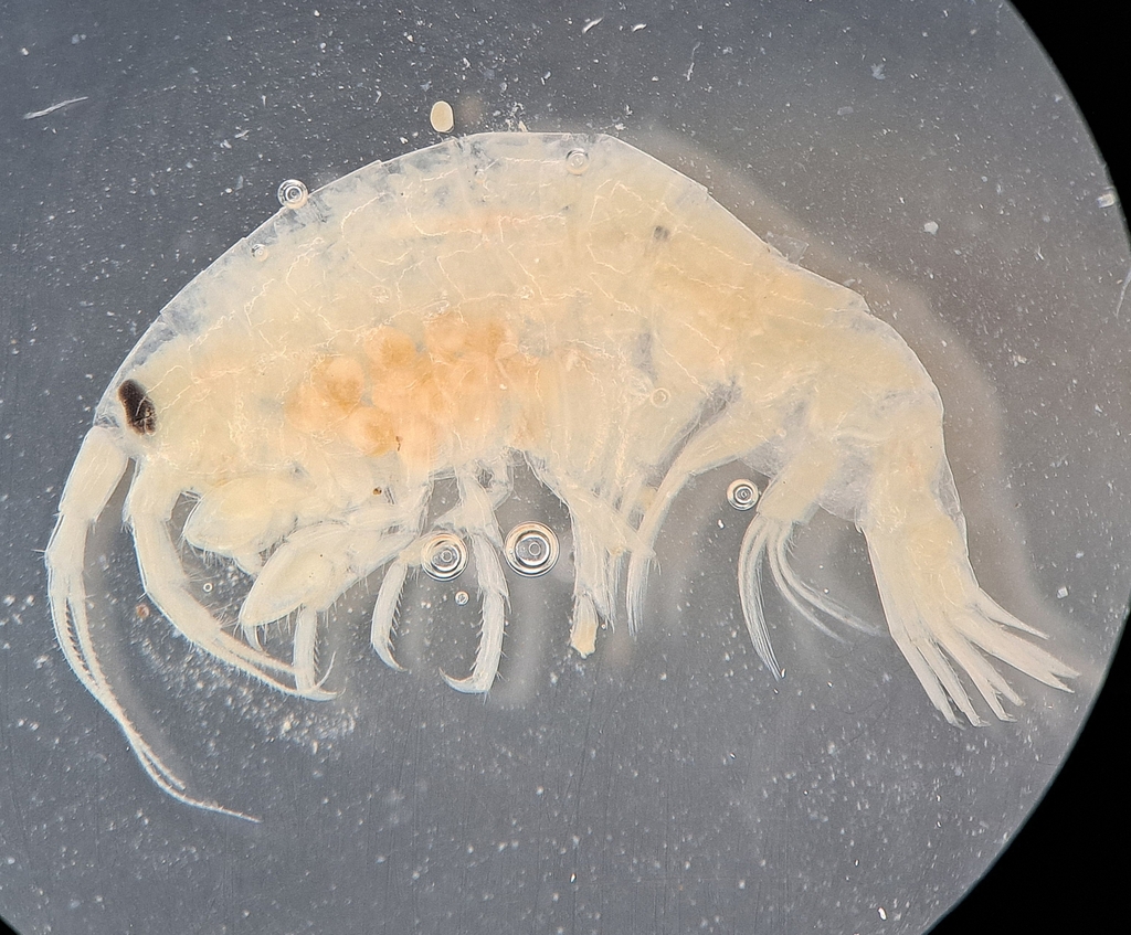Eusiroides