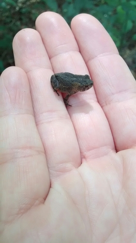 Bufonidae