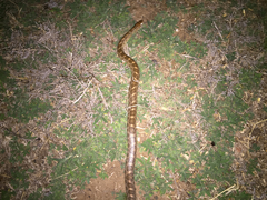 Arizona elegans elegans