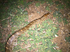 Arizona elegans elegans