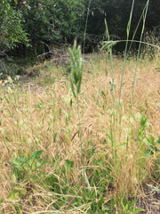 Bromus hordeaceus