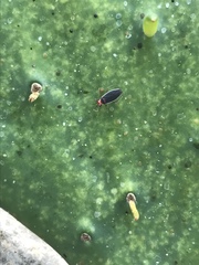 Hesperolabops gelastops