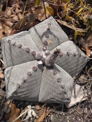 Astrophytum myriostigma