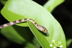 Imantodes gemmistratus