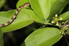 Imantodes gemmistratus