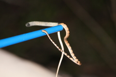 Imantodes gemmistratus